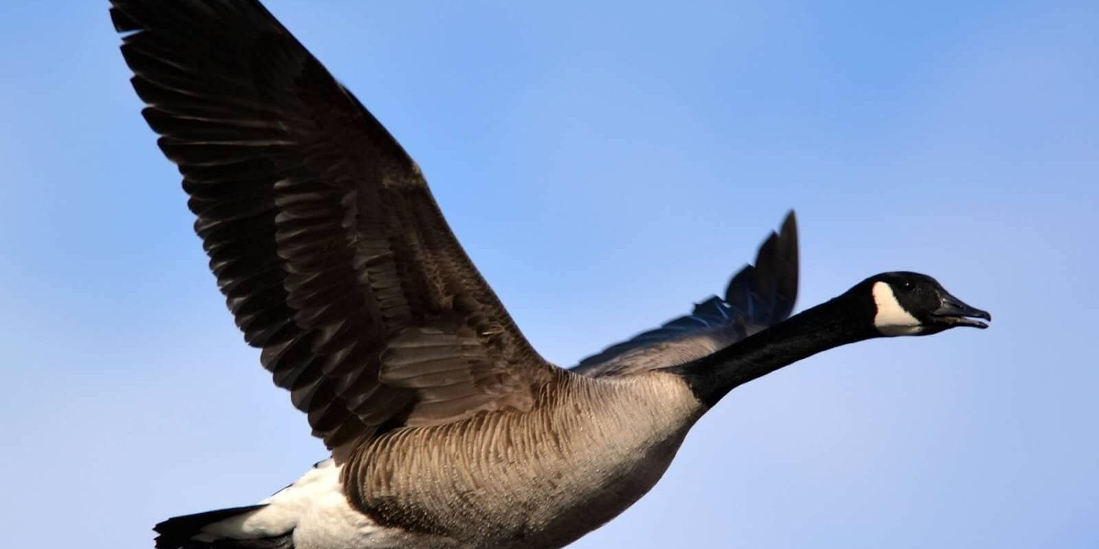 canada-goose-photo-ben-dixon