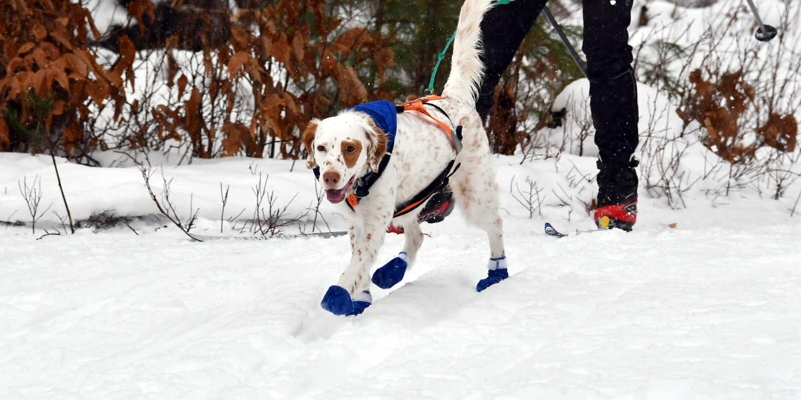 dog walking with snowshoes