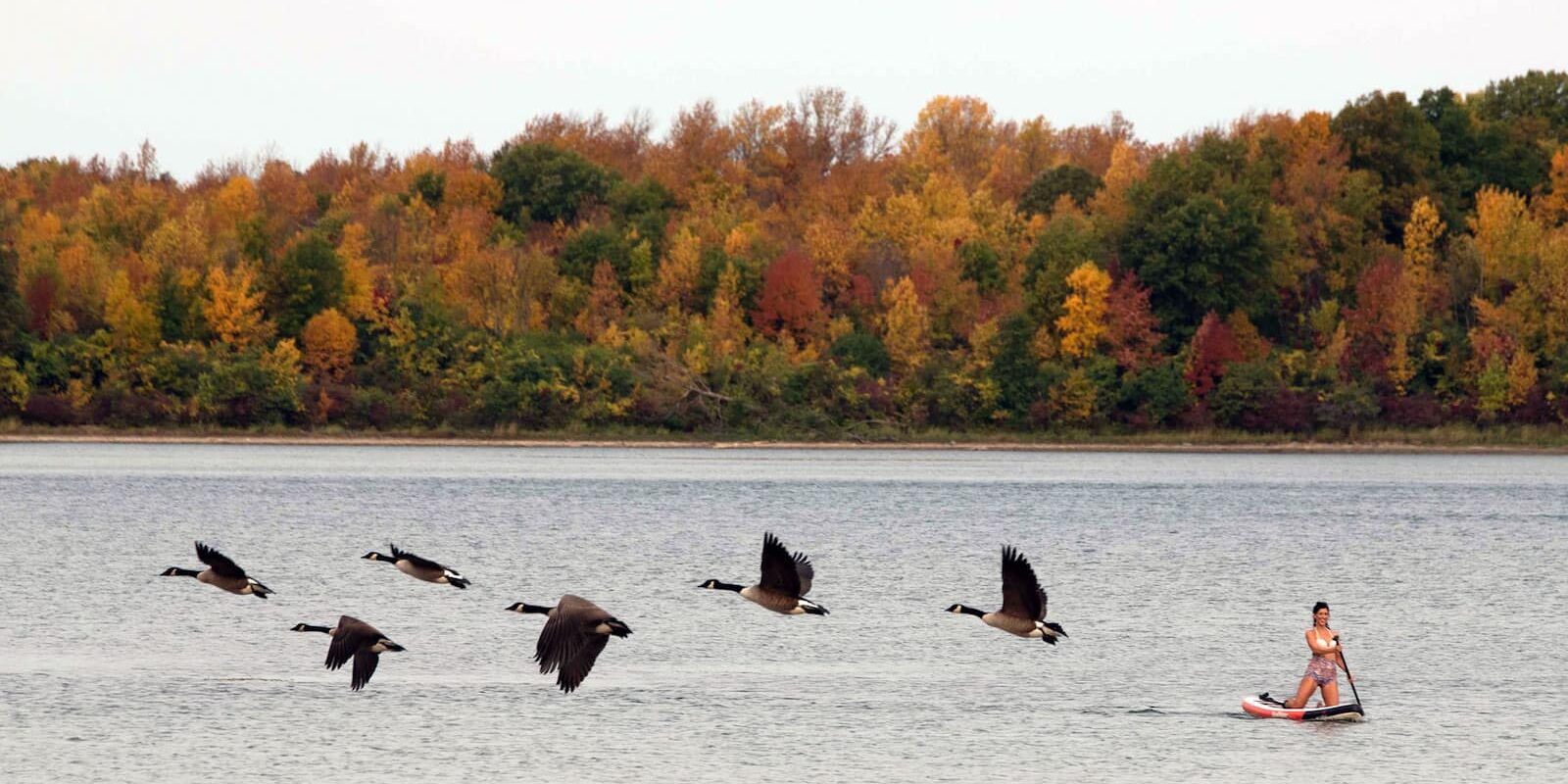 paddleboarding-fall-foliage-geese2