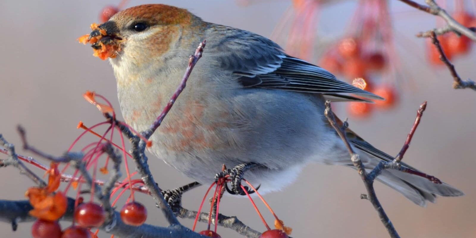 pine grosbeak sitting on tree branch eating red berries