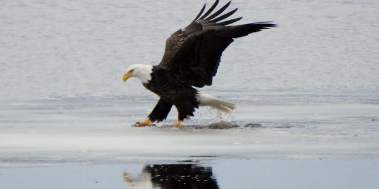 bald eagle swooping over frozen river