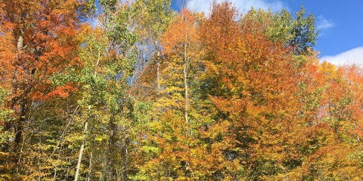 Red Sandstone Trail, southern end of Sugar Island, Potsdam, NY.