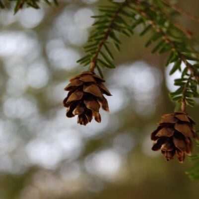 winter-pine-cone-tree